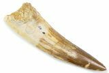 Fossil Spinosaurus Tooth - Real Fossil Tooth #373962-1